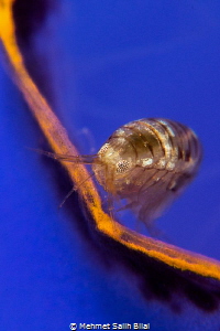 Lady bug on blue turnicate. by Mehmet Salih Bilal 
